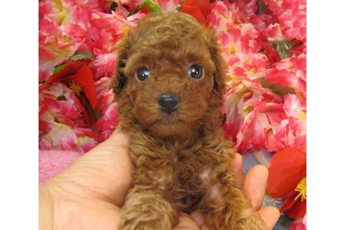 成約済の茨城県のトイプードル-23575の2枚目