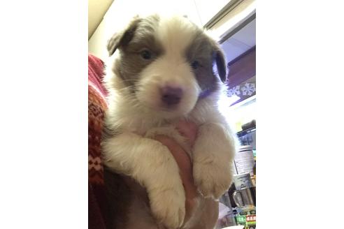 成約済の東京都のボーダーコリー-23576の1枚目