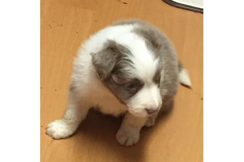 成約済の東京都のボーダーコリー-23576の2枚目