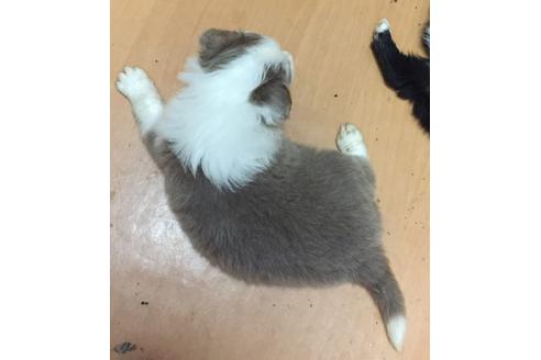 成約済の東京都のボーダーコリー-23576の3枚目