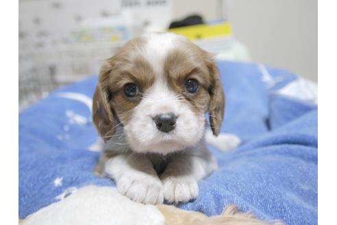 成約済の埼玉県のキャバリアキングチャールズスパニエル-22989の1枚目