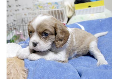 成約済の埼玉県のキャバリアキングチャールズスパニエル-22989の2枚目