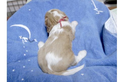 成約済の埼玉県のキャバリアキングチャールズスパニエル-22989の3枚目