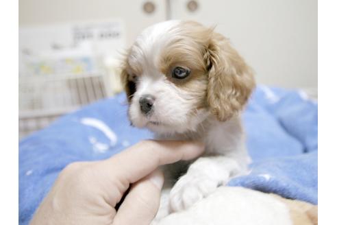 成約済の埼玉県のキャバリアキングチャールズスパニエル-22614の2枚目