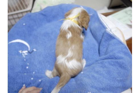 成約済の埼玉県のキャバリアキングチャールズスパニエル-22614の3枚目