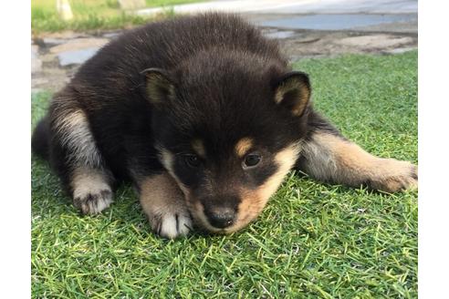 成約済の長崎県の柴犬-23587の1枚目