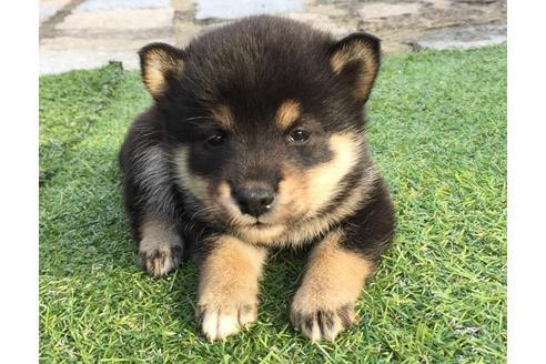 成約済の長崎県の柴犬-23587の2枚目