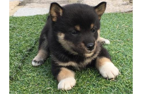 成約済の長崎県の柴犬-23588の5枚目