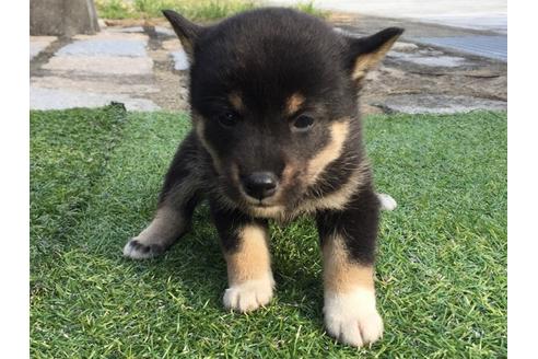 成約済の長崎県の柴犬-23588の1枚目