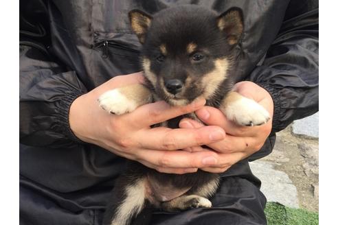成約済の長崎県の柴犬-23588の2枚目