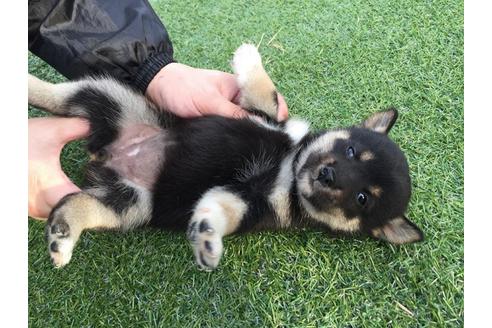 成約済の長崎県の柴犬-23588の3枚目