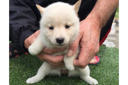 成約済の長崎県の柴犬-23589の1枚目