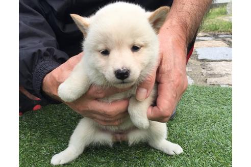 成約済の長崎県の柴犬-23589の2枚目