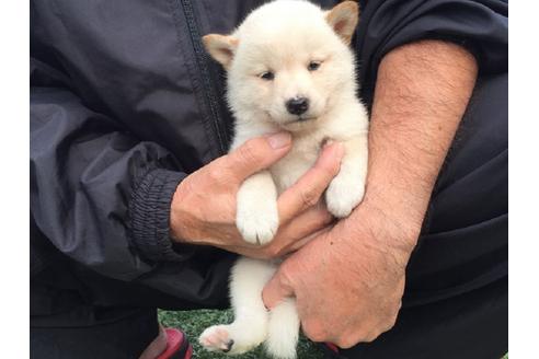 成約済の長崎県の柴犬-23589の4枚目