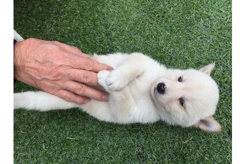 成約済の長崎県の柴犬-23589の5枚目