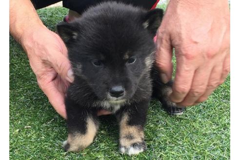 成約済の長崎県の柴犬-23590の2枚目