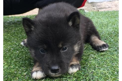成約済の長崎県の柴犬-23590の3枚目
