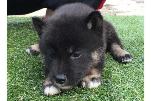 成約済の長崎県の柴犬-23590の4枚目