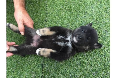 成約済の長崎県の柴犬-23590の5枚目