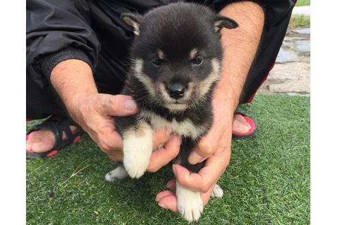 成約済の長崎県の柴犬-23591の1枚目