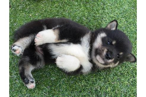 成約済の長崎県の柴犬-23591の3枚目