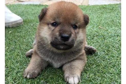 成約済の長崎県の柴犬-23109の2枚目