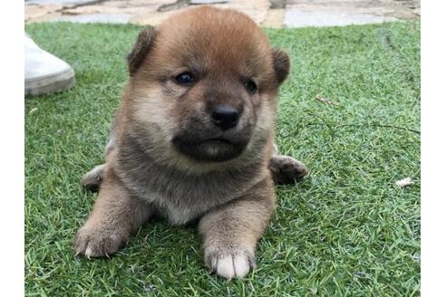 成約済の長崎県の柴犬-23109の3枚目