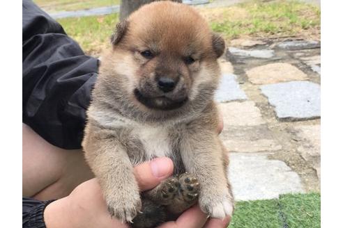 成約済の長崎県の柴犬-23109の1枚目