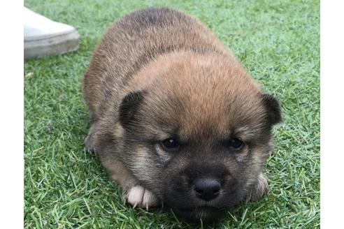 成約済の長崎県の柴犬-23110の3枚目