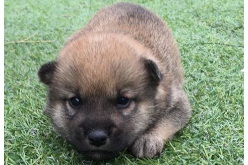 成約済の長崎県の柴犬-23110の1枚目