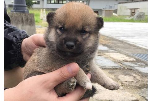成約済の長崎県の柴犬-23110の2枚目
