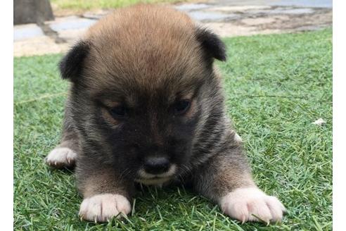 成約済の長崎県の柴犬-23112の2枚目