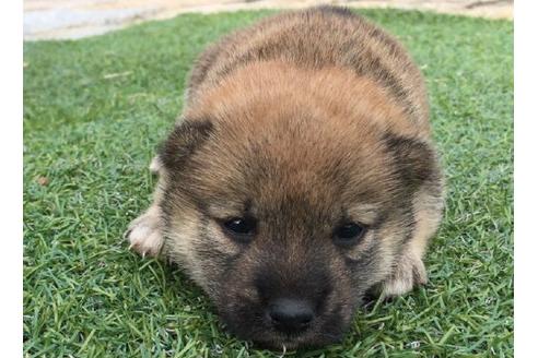 成約済の長崎県の柴犬-22796の1枚目