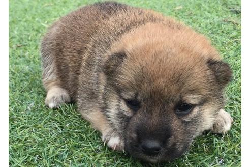 成約済の長崎県の柴犬-22796の2枚目