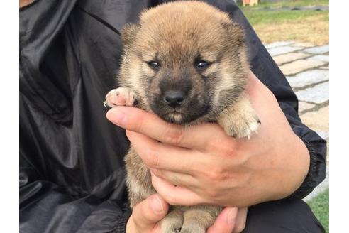 成約済の長崎県の柴犬-22796の3枚目