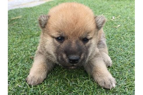 成約済の長崎県の柴犬-22797の1枚目