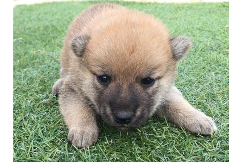 成約済の長崎県の柴犬-22797の2枚目