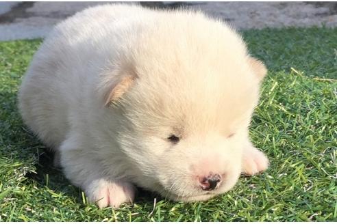 成約済の長崎県の柴犬-23606の1枚目