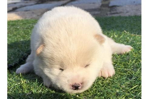 成約済の長崎県の柴犬-23606の2枚目