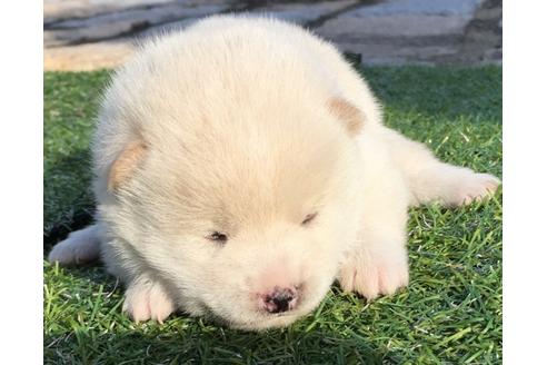成約済の長崎県の柴犬-23606の3枚目