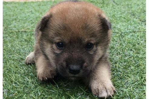 成約済の長崎県の柴犬-23108の1枚目
