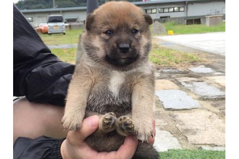 成約済の長崎県の柴犬-23108の3枚目