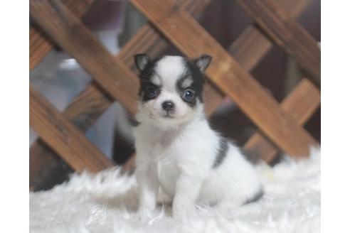 子犬