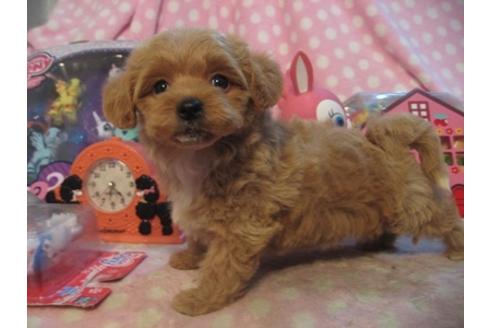 成約済の静岡県のミックス犬-23633の2枚目