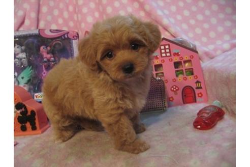成約済の静岡県のミックス犬-23633の3枚目