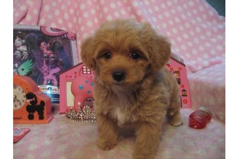 成約済の静岡県のミックス犬-23633の4枚目