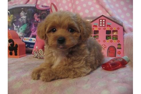 成約済の静岡県のミックス犬-23633の5枚目