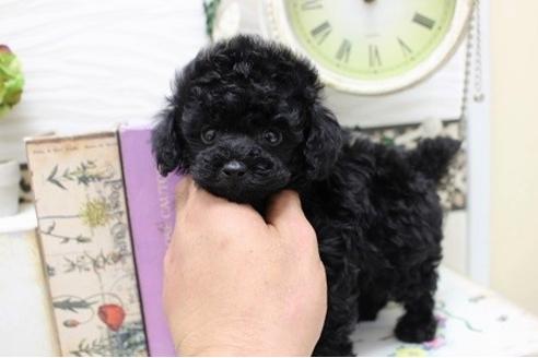 成約済の大阪府のトイプードル-23639の5枚目