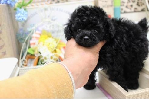 成約済の大阪府のトイプードル-23639の2枚目