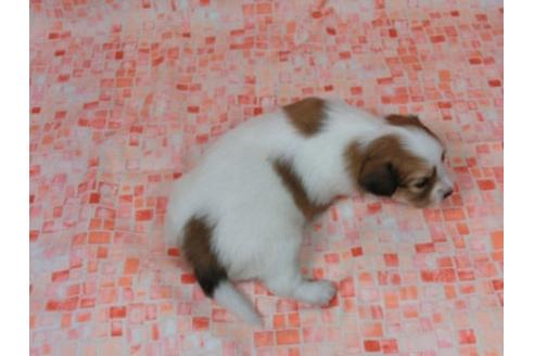 成約済の千葉県のパピヨン-23645の4枚目